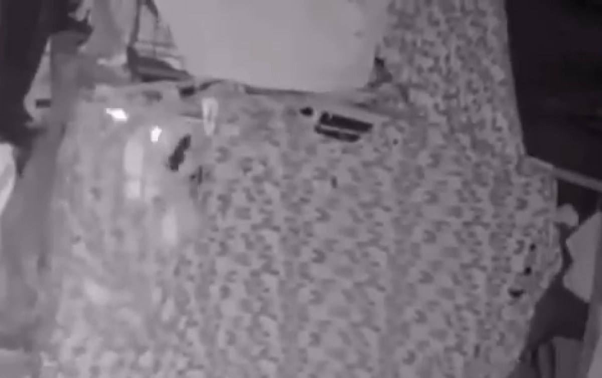 Nửa đêm nghe tiếng mèo kêu lớn trong lồng, chủ nhà đi kiểm tra thì 'rụng rời' trước cảnh tượng kinh hoàng Ảnh 2