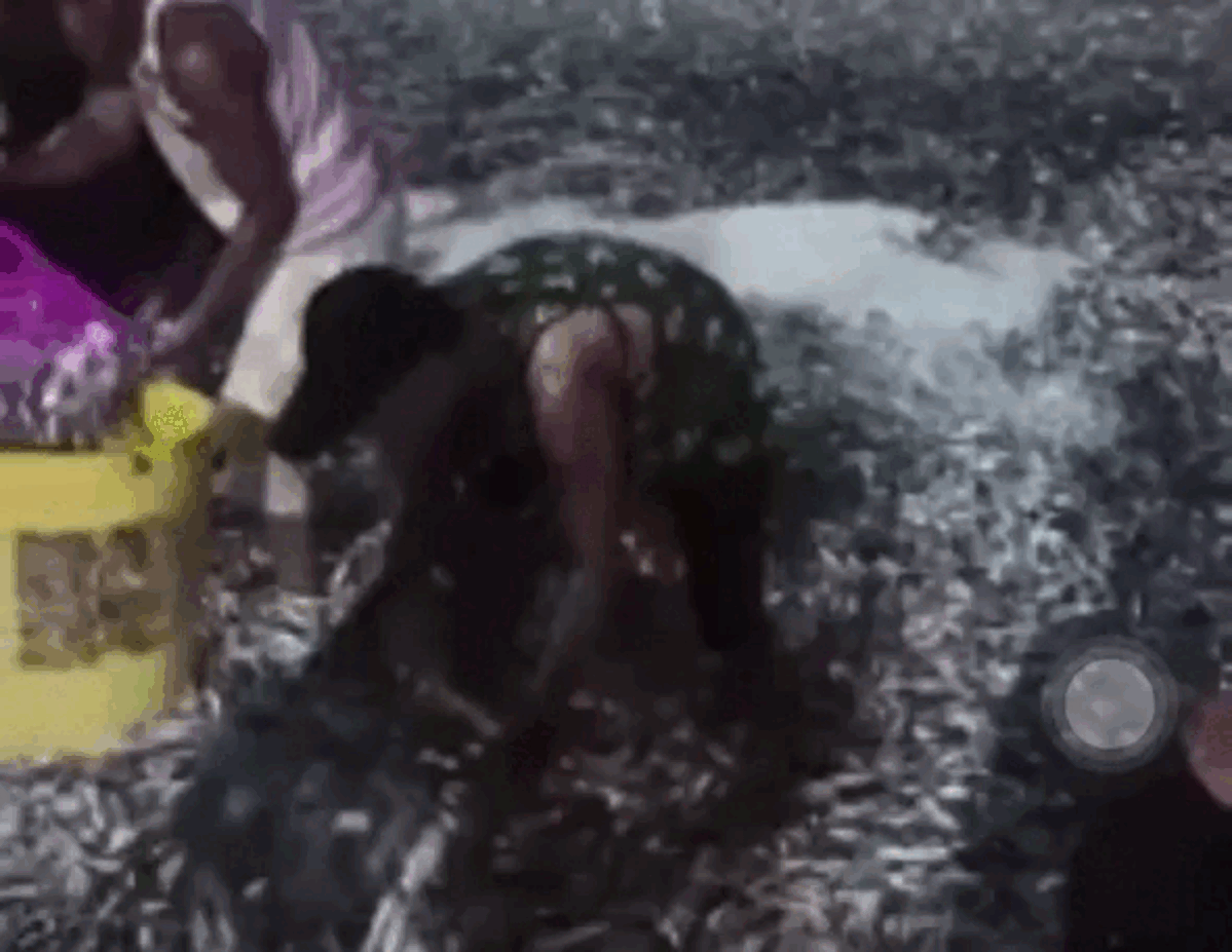 Bờ biển phủ bạc bởi triệu con cá, người dân đổ xô đi bắt mà không ai biết là dấu hiệu cảnh báo thảm họa Ảnh 2