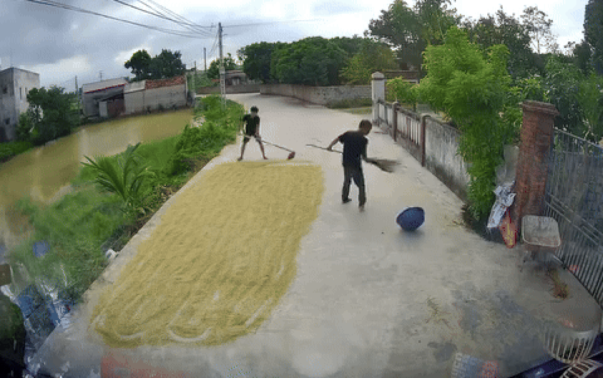 Lái ô tô qua đoạn đường đang phơi lúa, 2 người đàn ông có hành động bất ngờ Ảnh 2