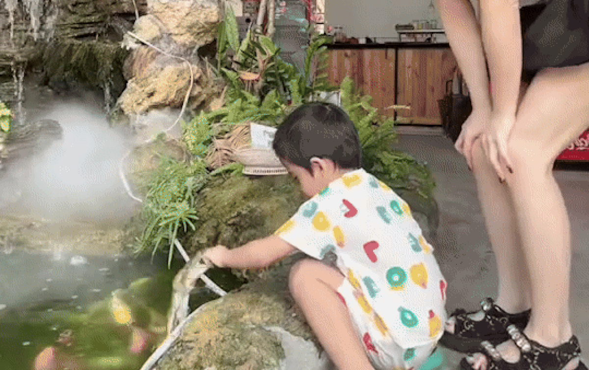 Bé trai hét lớn rồi rụt tay lại lúc đang chơi ở hồ cá, camera ghi lại cảnh bất ngờ Ảnh 2