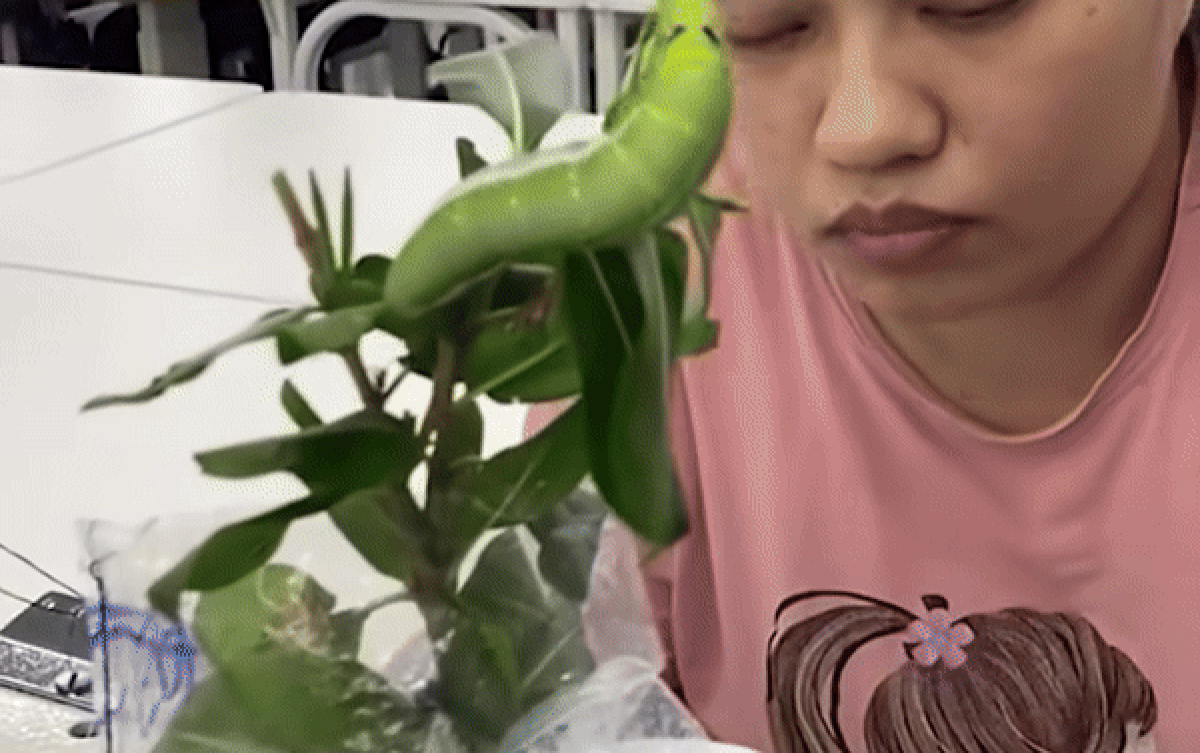 Chị công nhân mang thú cưng đến chỗ làm, đồng nghiệp vừa thấy đã né xa Ảnh 2