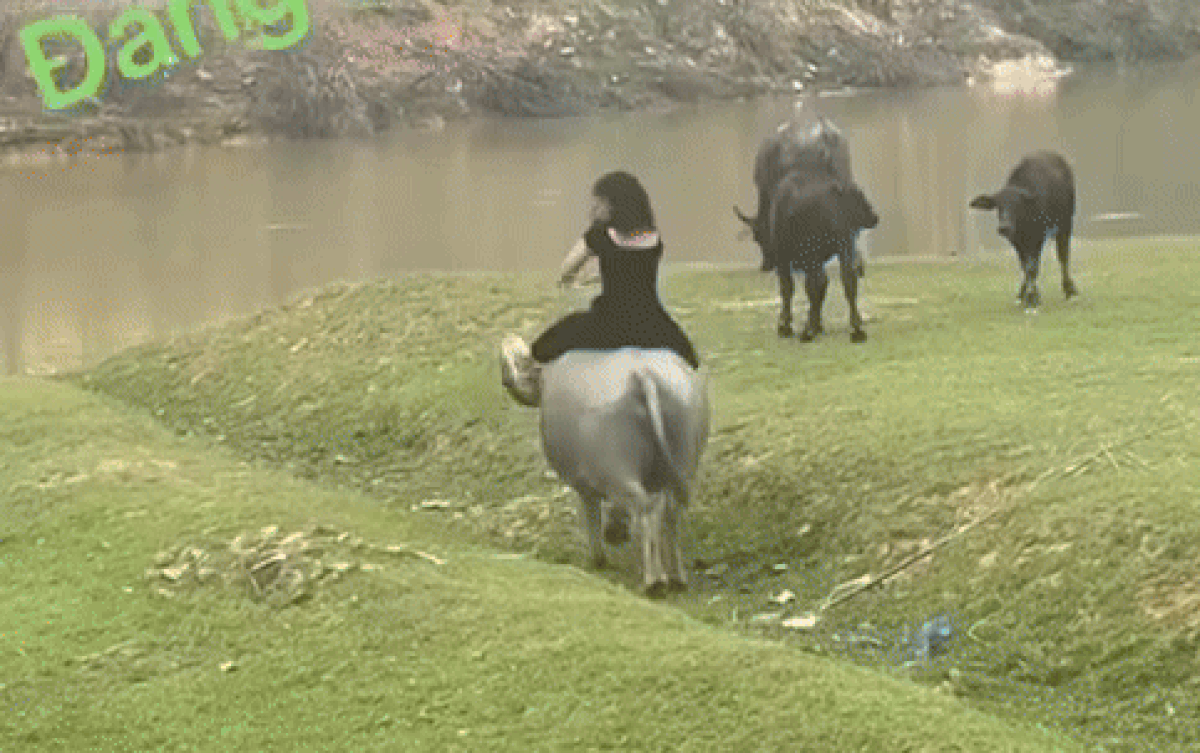 Đặt máy quay cảnh chăn trâu, gái xinh gặp cái kết nhớ đời Ảnh 2