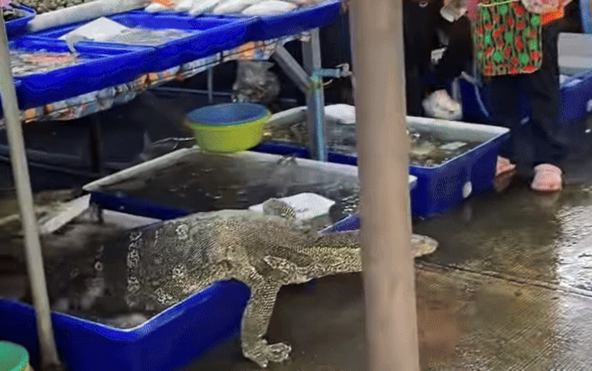 Cả khu chợ cá nhốn nháo khi bất ngờ thấy con vật khổng lồ này xuất hiện Ảnh 2