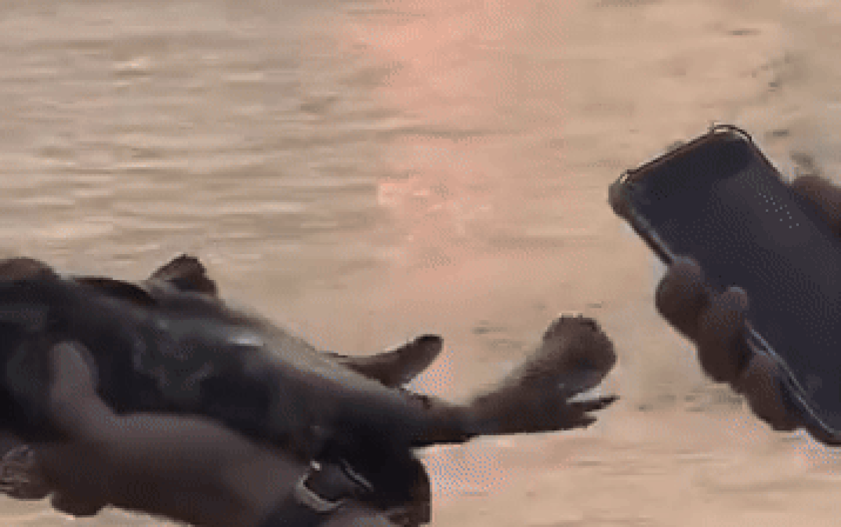 Người đàn ông đi phóng sinh cá và cái kết 'dở khóc dở cười' Ảnh 2