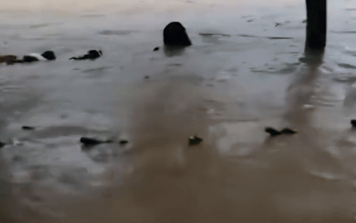 Clip: Nước lũ ở Hà Giang ngày càng dâng cao , xe máy dựng ở đường chỉ thấy mỗi gương Ảnh 2