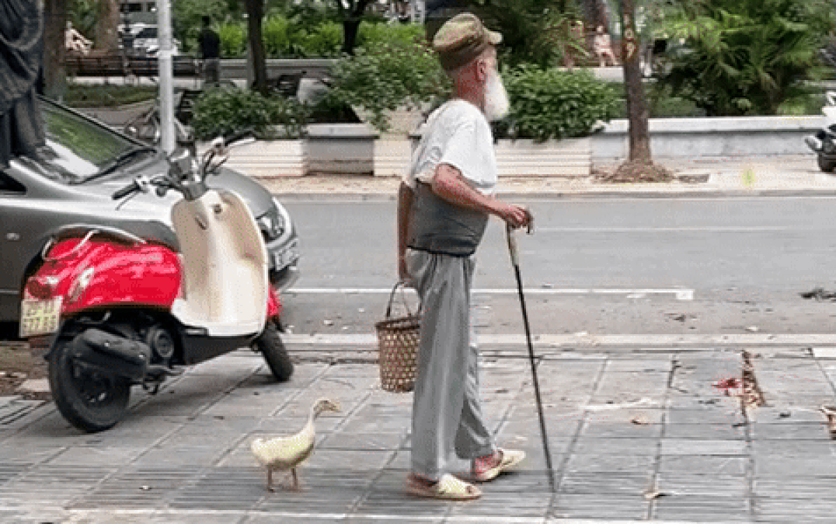 Cụ ông chống gậy ra đường, ai cũng bật cười khi thấy thú cưng đi bên cạnh Ảnh 2