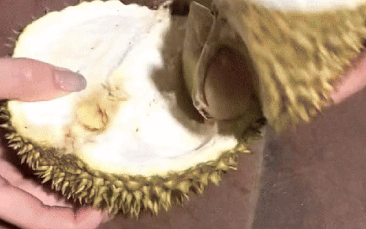 Cả nhà hí hửng xúm lại khui sầu riêng và cái kết Ảnh 2