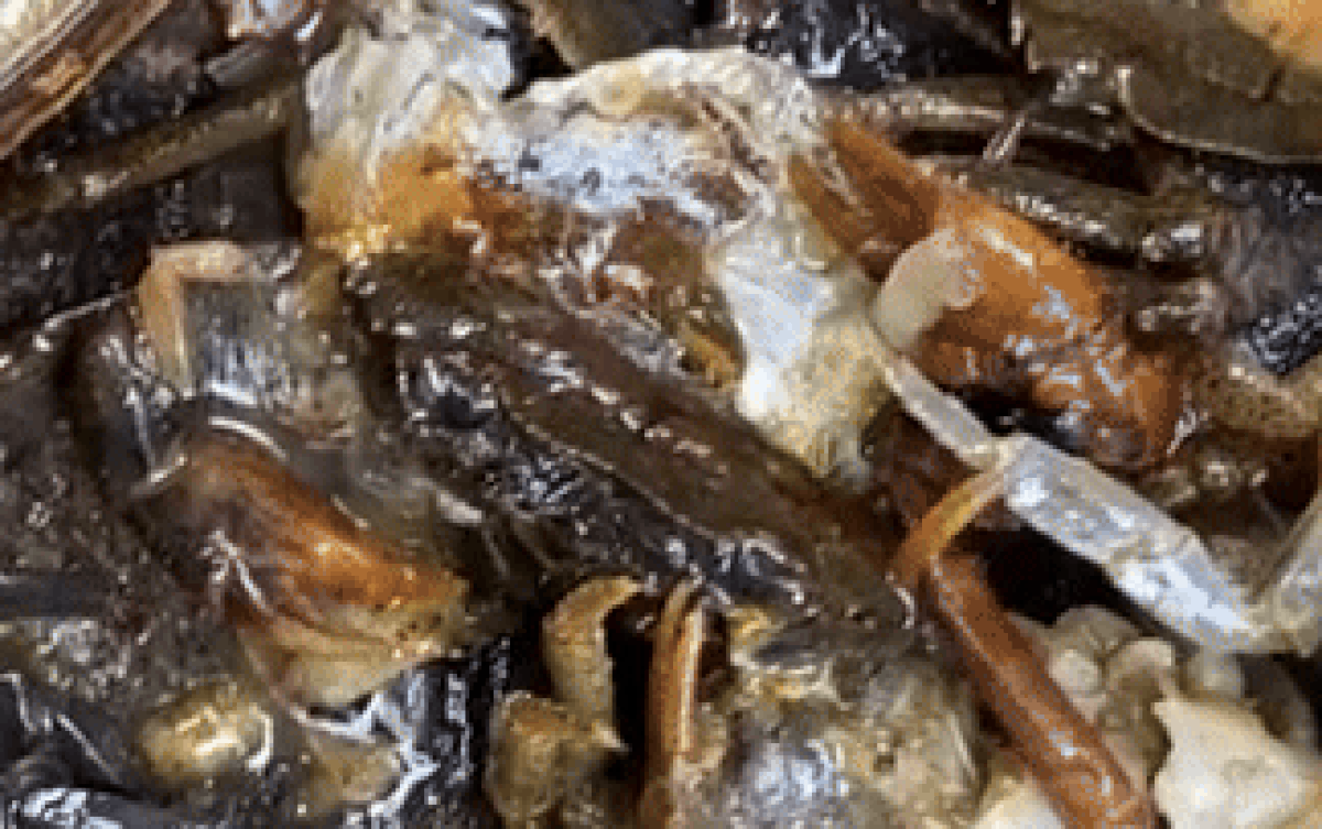 Mua cua về nấu canh, cô gái hoảng hốt khi thấy nhiều sinh vật lạ ngọ nguậy Ảnh 2