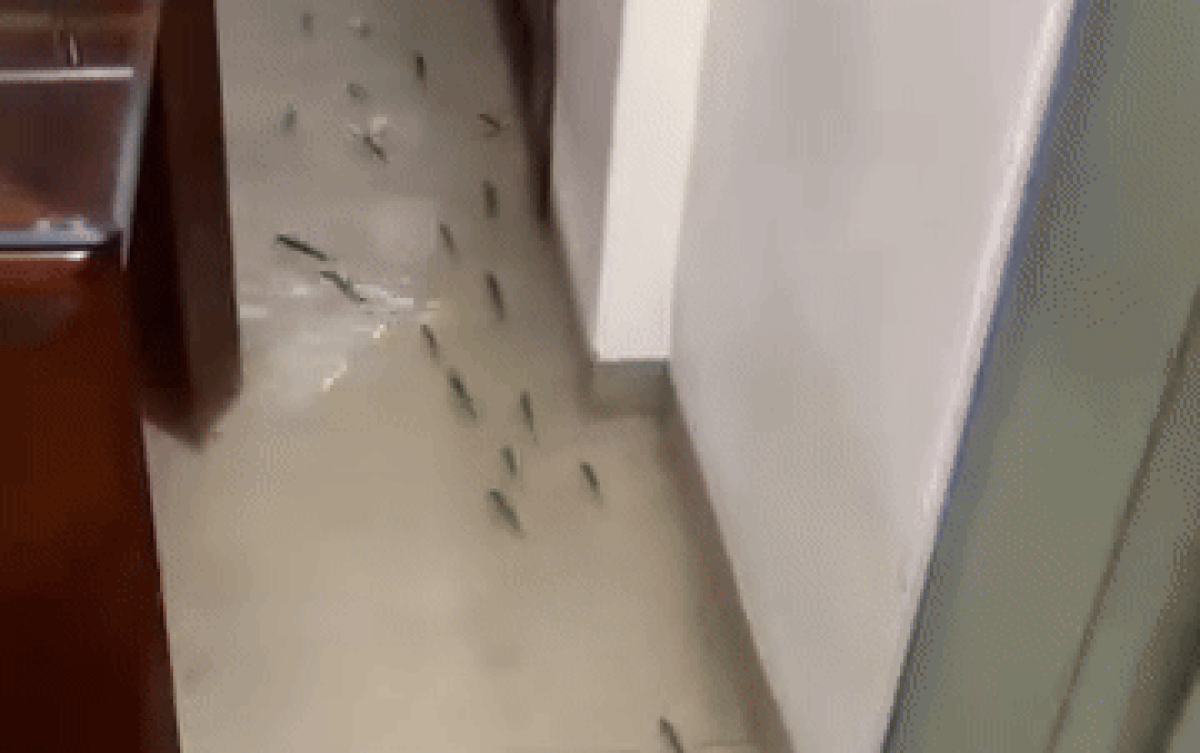 Kiểm tra nhà cửa sau trận mưa lớn, cô gái phát hiện cảnh 'dở khóc dở cười' Ảnh 2