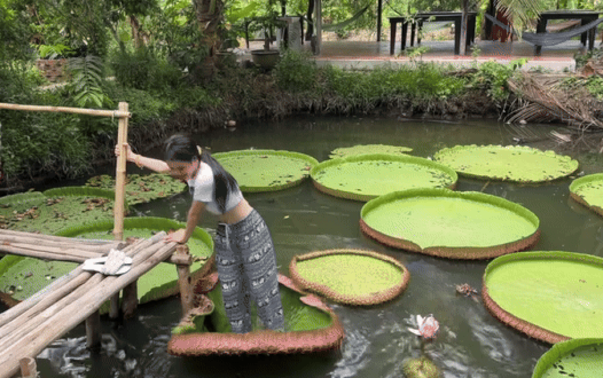 Cô gái gặp kiếp nạn khi thả dáng trên lá sen khổng lồ, bạn bè đứng trên bờ cười bể bụng Ảnh 2