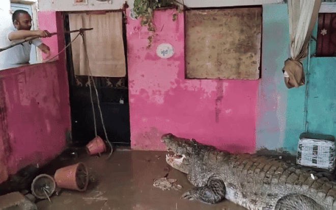 Cảnh hàng trăm con cá sấu tràn lên bờ khiến người dân kinh hãi Ảnh 2