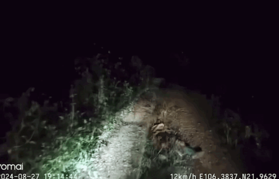 Lái xe buổi đêm, tài xế nhận cái kết hú hồn khiến cho ai cũng phải giật mình Ảnh 2