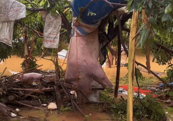 Xé lòng đoạn clip bầy heo chết thảm sau bão số 11, có con mắc kẹt trên cây khi nước rút Ảnh 4