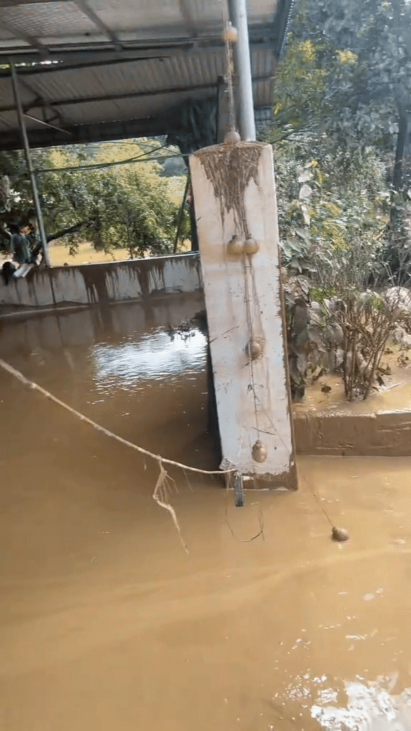 'Vị khách không mời' rơi từ mái nhà xuống sau trận lũ, gia chủ hốt hoảng chứng kiến Ảnh 3