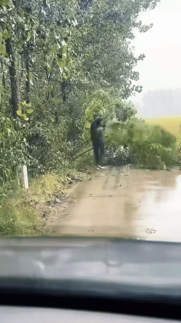 Xuống xe dọn cây gãy đổ chắn ngang đường, người đàn ông mất hút sau bụi cây Ảnh 1