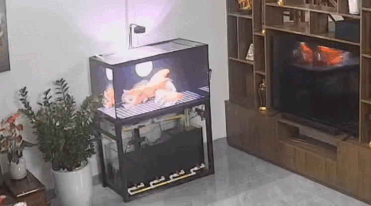 Hình ảnh chú cá bỗng nhảy vọt mạnh lên khỏi bể. Ảnh cắt từ clip. (Nguồn: Dược Liệu Tuệ Mẫn)