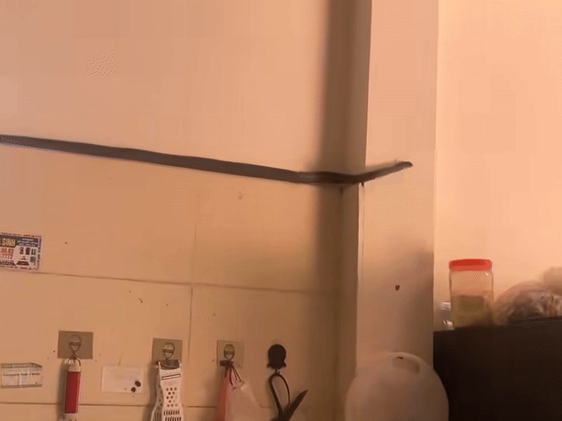 Đang nấu ăn, người phụ nữ hoảng hồn khi thấy bé na trước mặt, phản ứng sau đó khiến ai cũng nể Ảnh 1