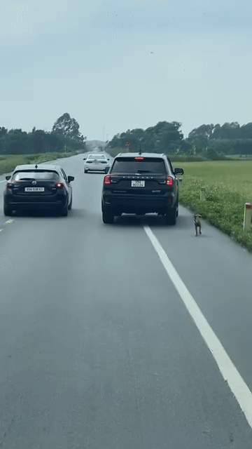 Chú chó đuổi kịp đoàn xe đi rước dâu và được chủ nhà cho lên xe cùng. Ảnh cắt từ clip