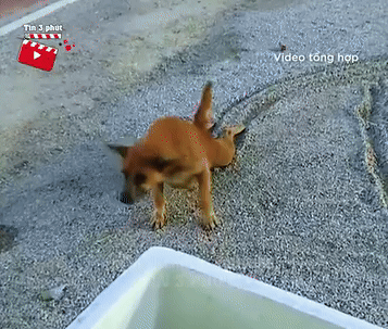 Clip: Chú chó lê lết bằng 2 chân khiến ai cũng thương, diễn biến tiếp đó mới thực sự bất ngờ Ảnh 2