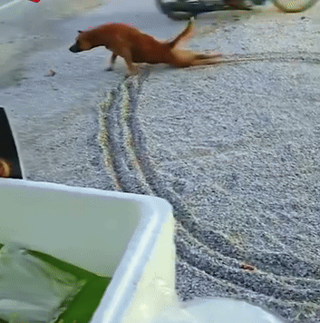 Clip: Chú chó lê lết bằng 2 chân khiến ai cũng thương, diễn biến tiếp đó mới thực sự bất ngờ Ảnh 1