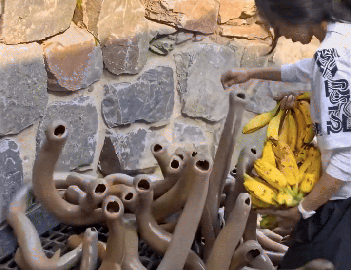 Clip: Cô gái cho bầy 'đỉa khổng lồ' ăn chuối gây sốc, dân mạng tranh cãi dữ dội Ảnh 1