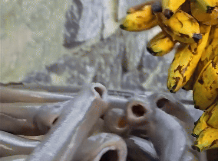 Clip: Cô gái cho bầy 'đỉa khổng lồ' ăn chuối gây sốc, dân mạng tranh cãi dữ dội Ảnh 2