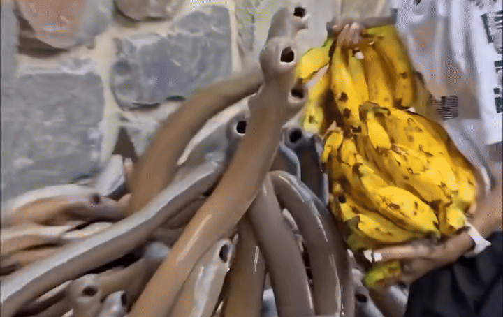 Clip: Cô gái cho bầy 'đỉa khổng lồ' ăn chuối gây sốc, dân mạng tranh cãi dữ dội Ảnh 3