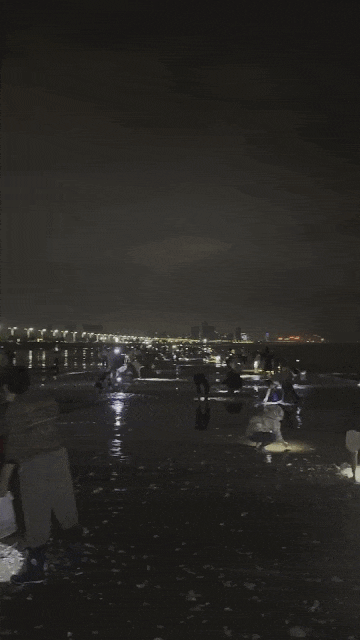 Sau bão lớn, người dân mang bao tải ra bãi biển bắt hải sản 'khủng' Ảnh 3