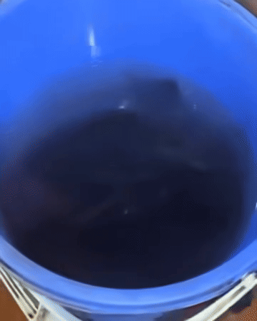 Thành quả thu được là một xô cá. Ảnh cắt từ clip/Nguồn: Phương Thảo