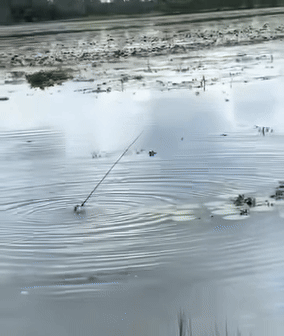 Đôi bàn tay ngoi lên mặt nước khiến nhiều người khó hiểu. 