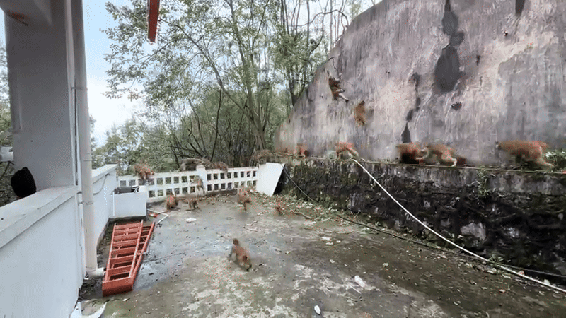 Hàng trăm con khỉ hoảng loạn chạy xuống núi, hiện tượng lạ khiến người dân hoang mang Ảnh 3