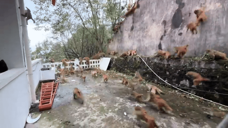 Hàng trăm con khỉ hoảng loạn chạy xuống núi, hiện tượng lạ khiến người dân hoang mang Ảnh 2