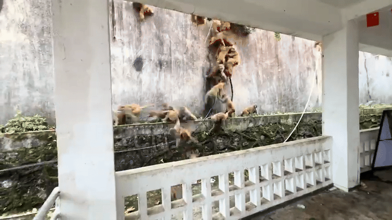 Hàng trăm con khỉ hoảng loạn chạy xuống núi, hiện tượng lạ khiến người dân hoang mang Ảnh 1