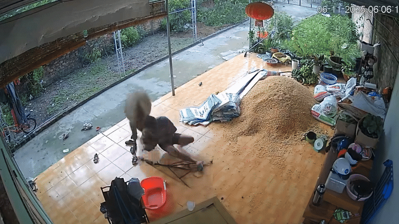 Người đàn ông ra sức khống chế con trâu.