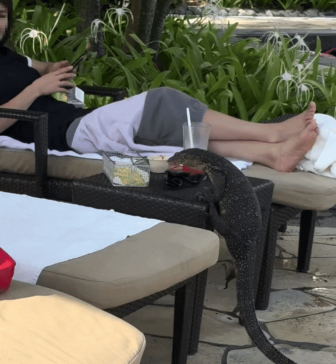 Khách đang nằm thư giãn tại hồ bơi, con vật gây xôn xao khi thản nhiên bò lên bàn... trộm thức ăn Ảnh 4