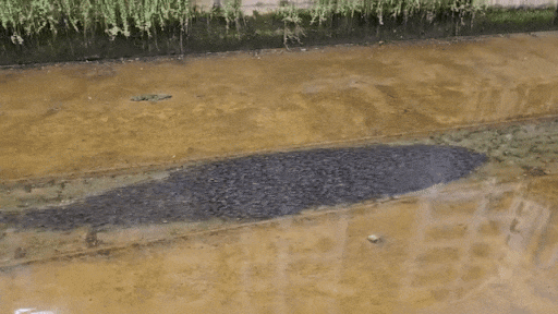 Con kênh xuất hiện cảnh tượng kỳ lạ bên dưới dòng nước, người dân xôn xao Ảnh 2