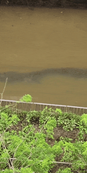 Con kênh xuất hiện cảnh tượng kỳ lạ bên dưới dòng nước, người dân xôn xao Ảnh 4