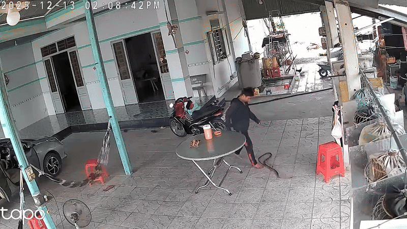 Clip: Đang nằm thư giãn thấy con rắn bò vào gần, thanh niên có hành động gây 'choáng' Ảnh 1