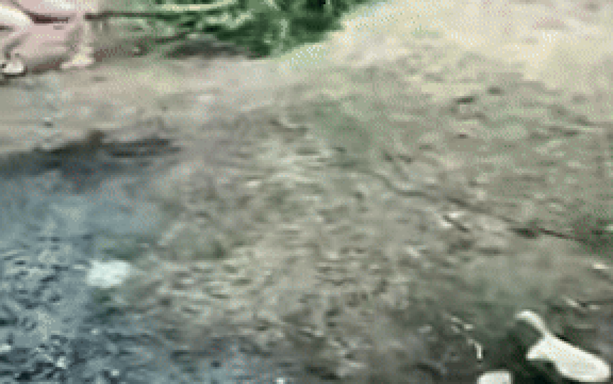 3 đứa trẻ kéo ngã cây đu đủ, làm rụng hết quả chỉ để chơi cưỡi ngựa với nhau. Ảnh cắt từ clip