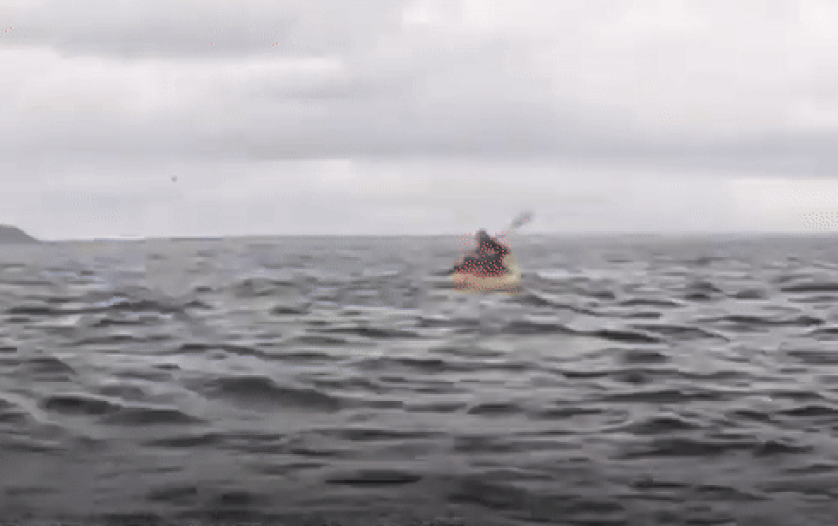 Kinh hoàng cá voi nuốt chửng người đàn ông đang chèo thuyền, cái kết sau đó gây ngỡ ngàng Ảnh 2