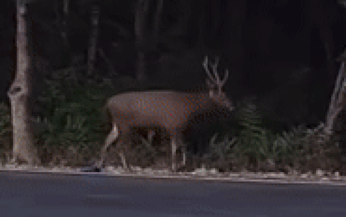 Clip 'con nai to bằng con bò' xuất hiện ở Cần Giờ gây chú ý mạng xã hội Ảnh 2