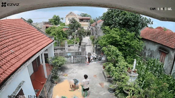 Không ai bảo ai, hàng xóm lần lượt vào sân giúp đỡ gia đình cào lúa, gom lúa để kịp tránh cơn mưa. Ảnh cắt từ clip