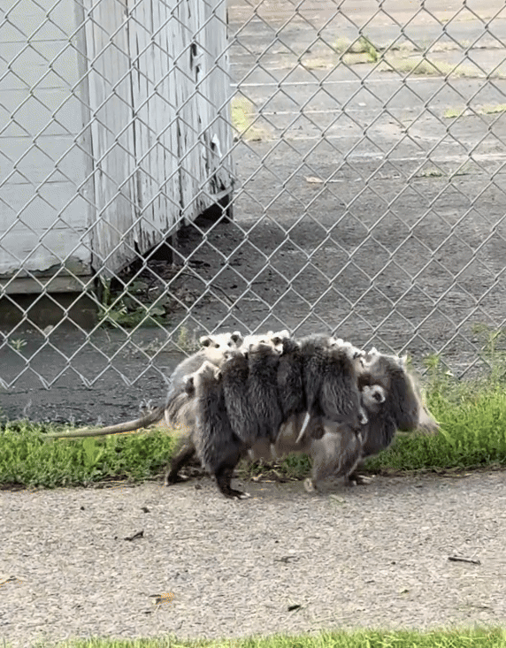 Sinh vật cõng hàng chục đứa con trên lưng băng qua đường khiến nhiều người 'nổi da gà' Ảnh 1