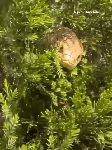 Đang quay cảnh thiên nhiên, thanh niên bất ngờ bắt gặp 'bé Na'.