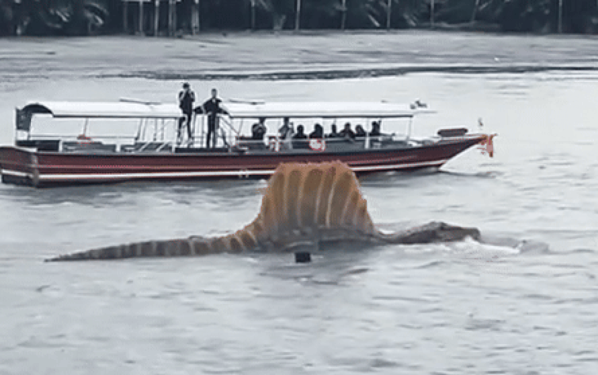Xôn xao đoạn clip 'thủy quái' khổng lồ bơi trên sông ở Thái Lan Ảnh 2