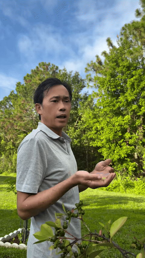 Nghệ sĩ Hoài Linh thăm vườn, thu hoạch trái cây. (Ảnh từ FB Dương Triệu Vũ)