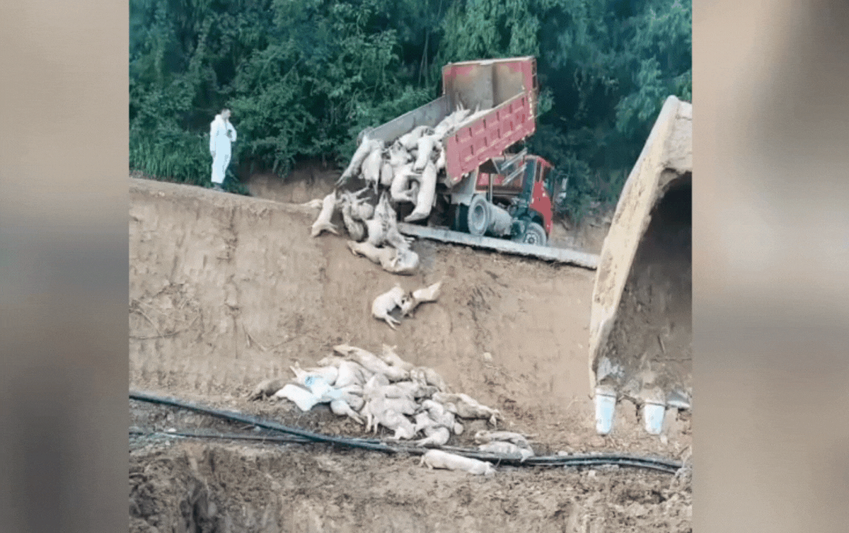 Hàng ngàn con lợn nhiễm dịch tả châu Phi bị tiêu hủy, cảnh chôn lấp gây lo ngại Ảnh 1