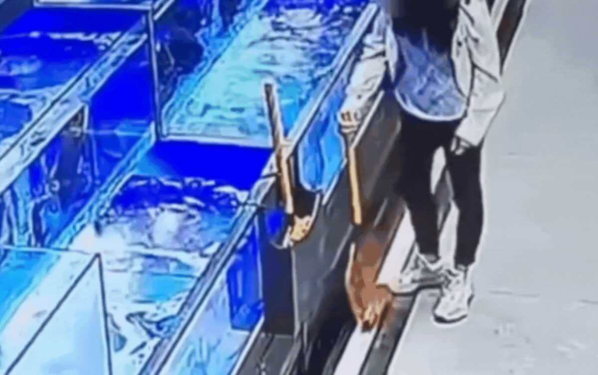 Cô gái gây phẫn nộ khi liên tiếp đạp chết nhiều con cá tại chợ hải sản Ảnh 1