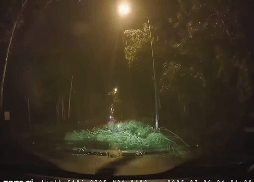 Chứng kiến cành cây rơi trúng vợ, người chồng đầy lo lắng và xót xa. Ảnh cắt từ clip