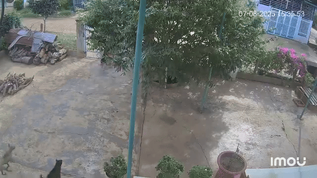 Một đàn chó xông ra khiến nam shipper sợ chết khiếp.